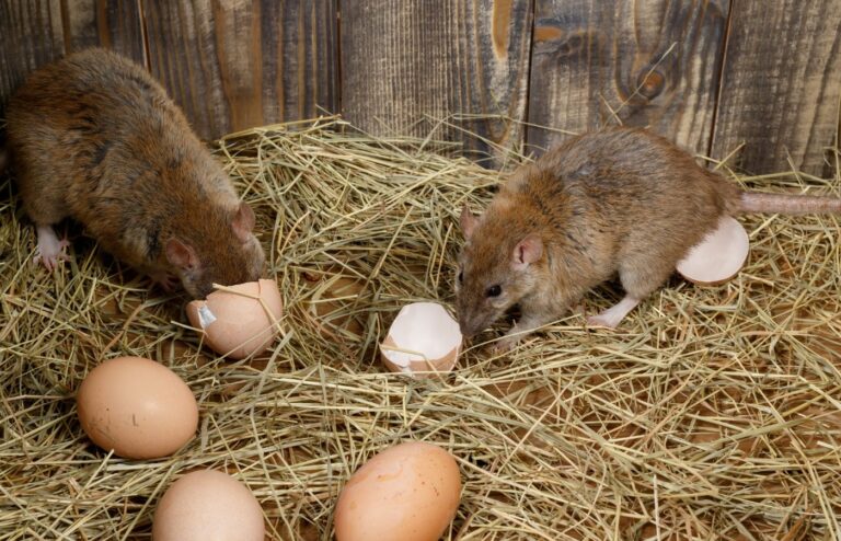 Solutions anti rats poulaillers