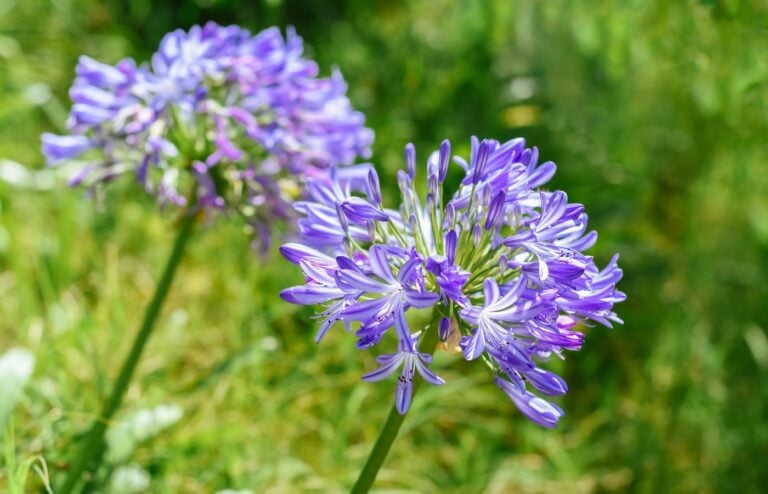 Période idéale taille agapanthes