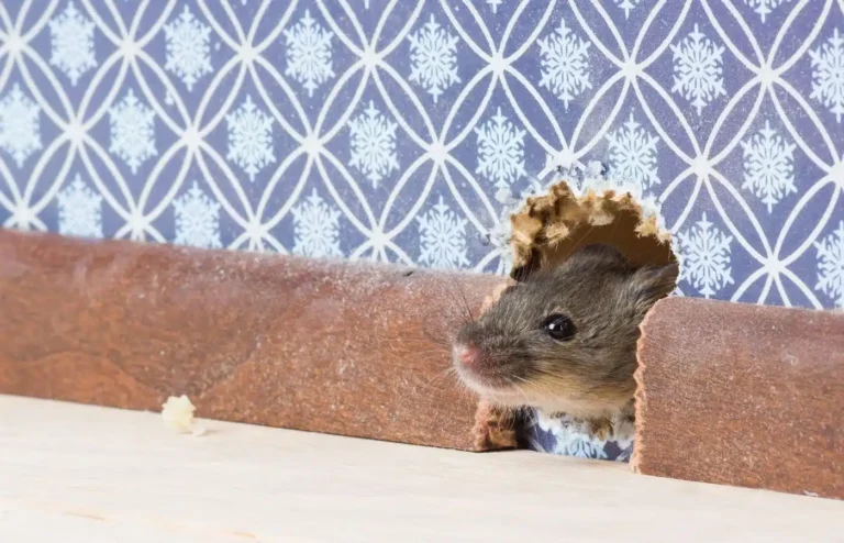 Astuces anti souris dans les murs