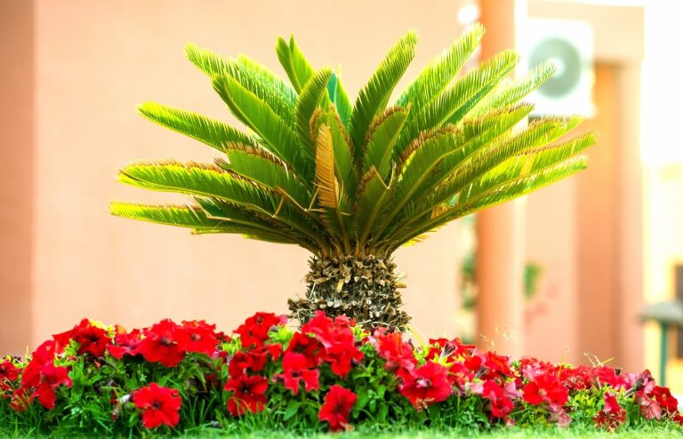 Conseils plantation palmier
