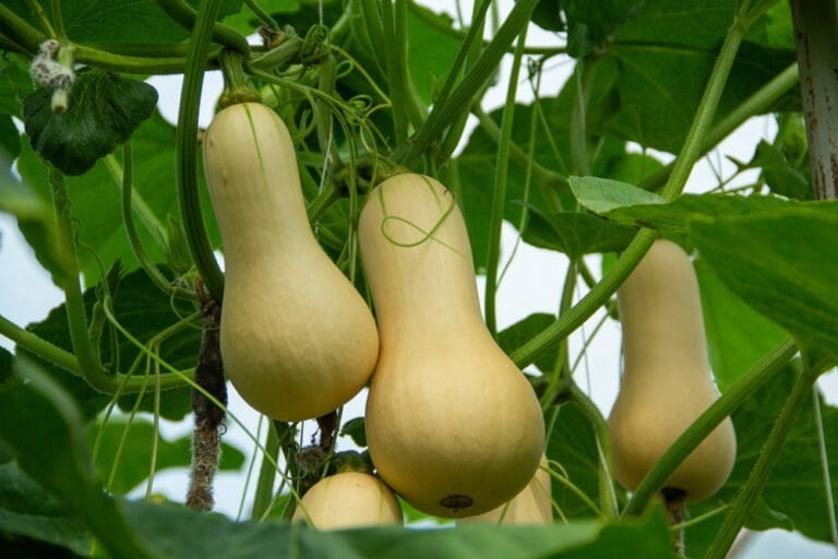 Plantation courge butternut