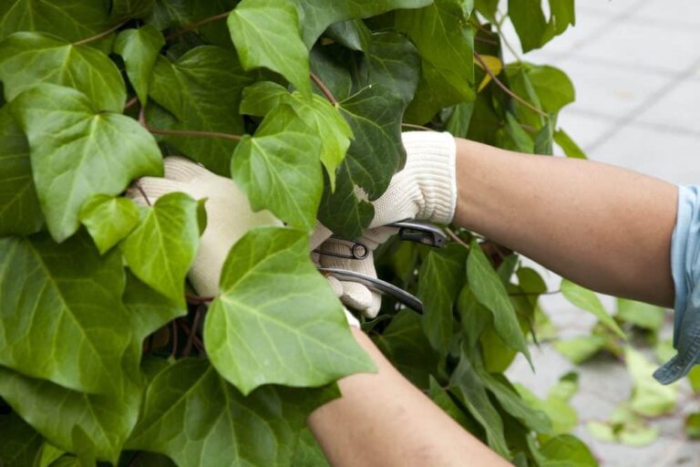 Eliminer lierre jardin