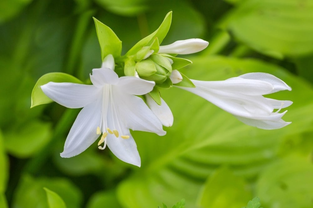 Hostas