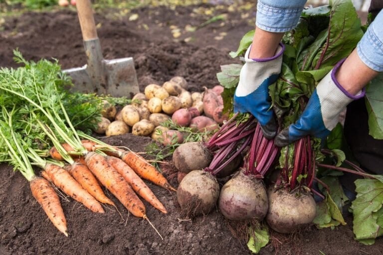 potager apres l'été