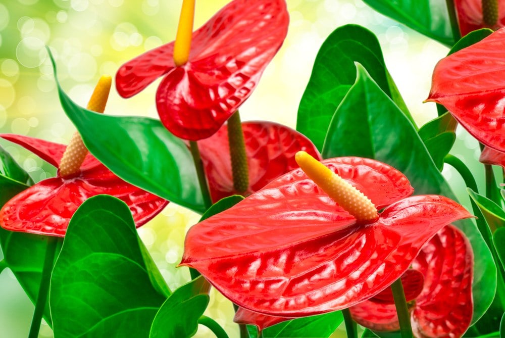 Anthurium