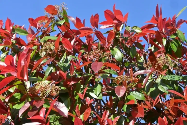 Comment tailler photinias