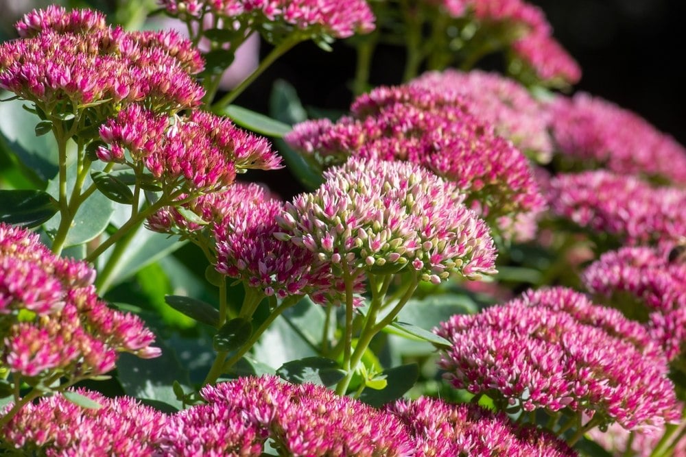 Sedum