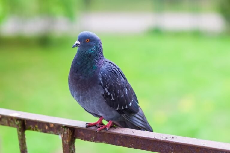 Répulsifs pigeons balcons