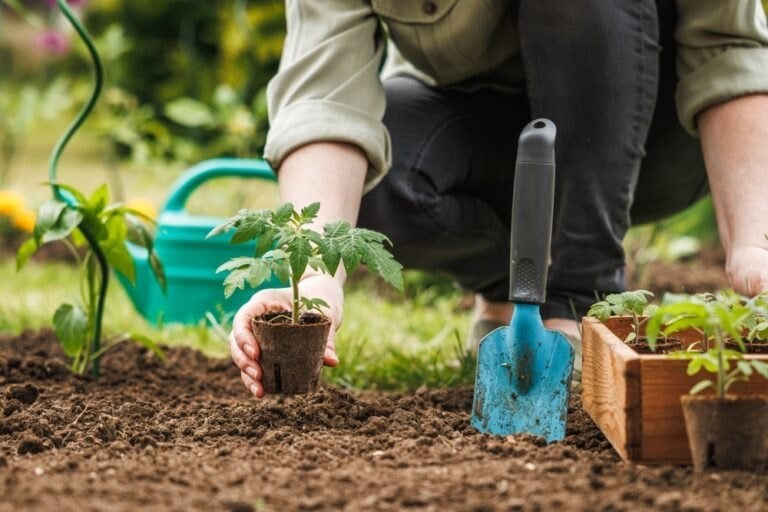 Que planter potager en septembre