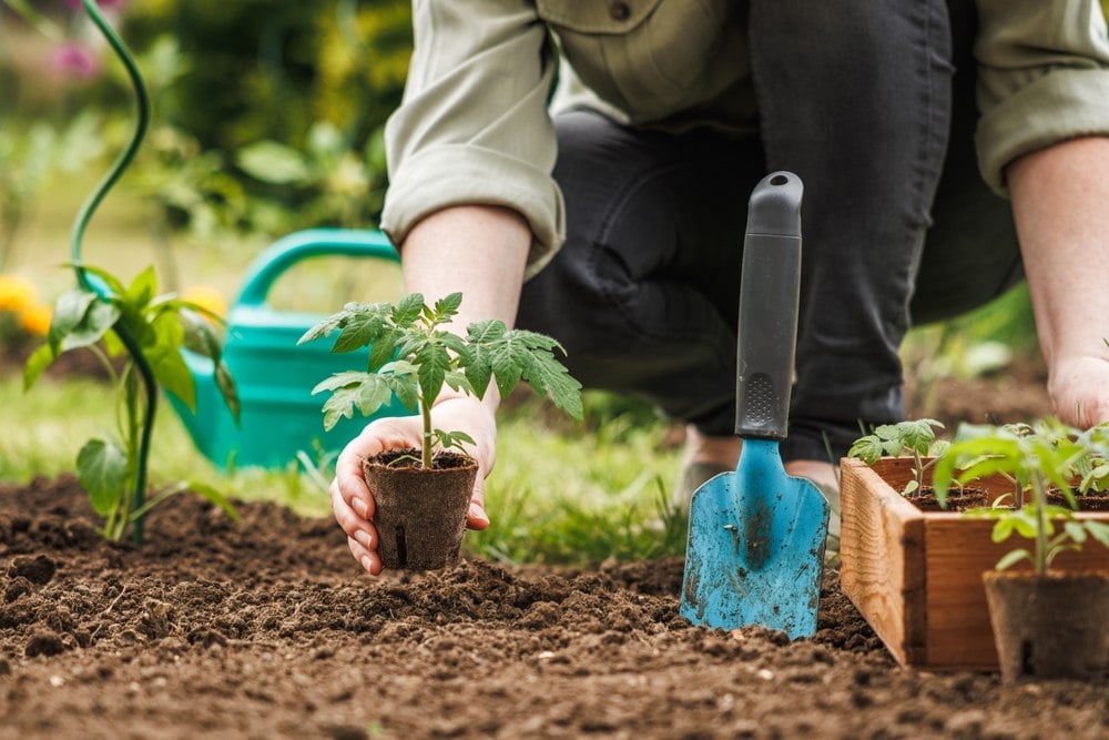 Que semer et planter en septembre ? Le guide malin pour un potager productif même en fin de saison Que planter potager en septembre