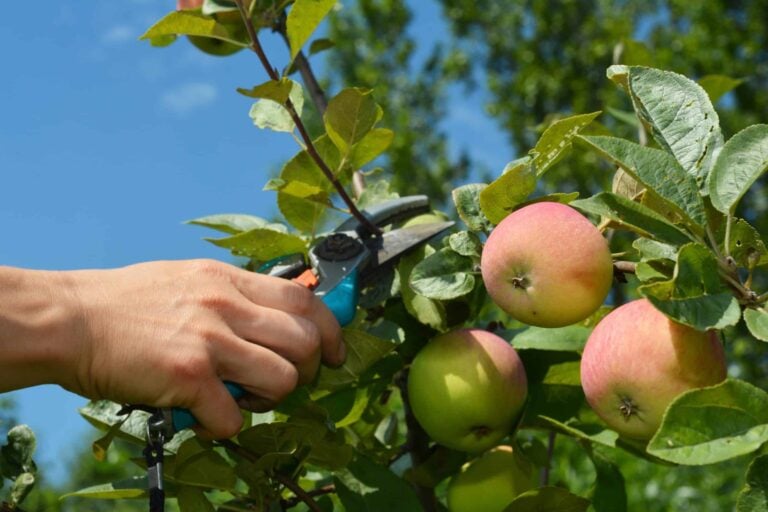 Conseils taille pommier