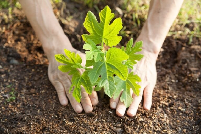 Conseils plantation figuier