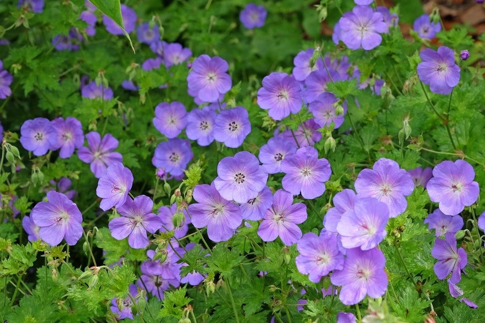 Géranium Rozanne
