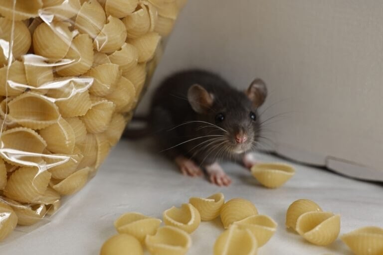 Astuces naturelles anti-rats