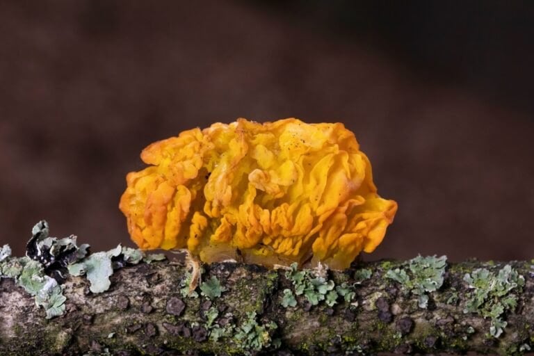 champignon orange sur bois mort