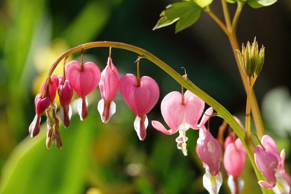 Lamprocapnos spectabilis