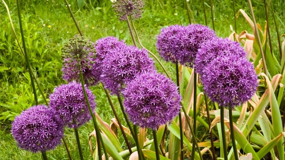 Allium