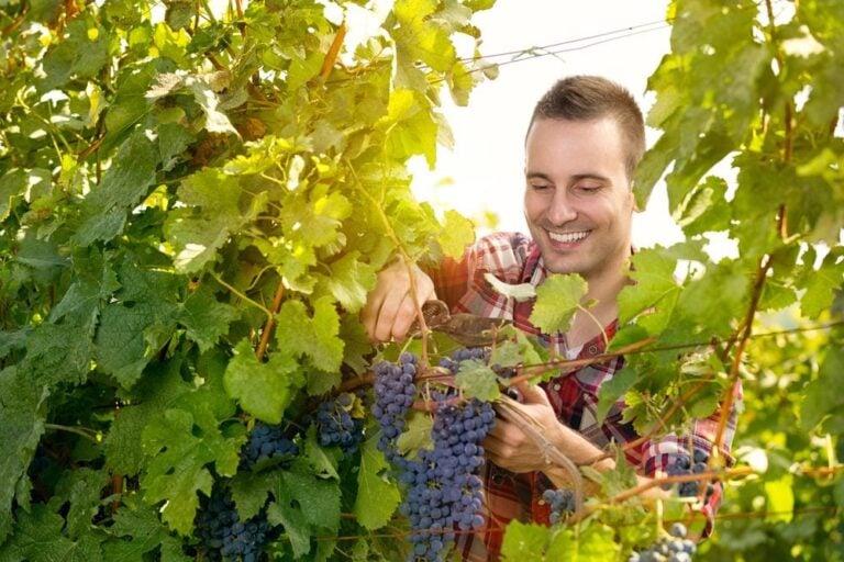 Conseils taille vigne