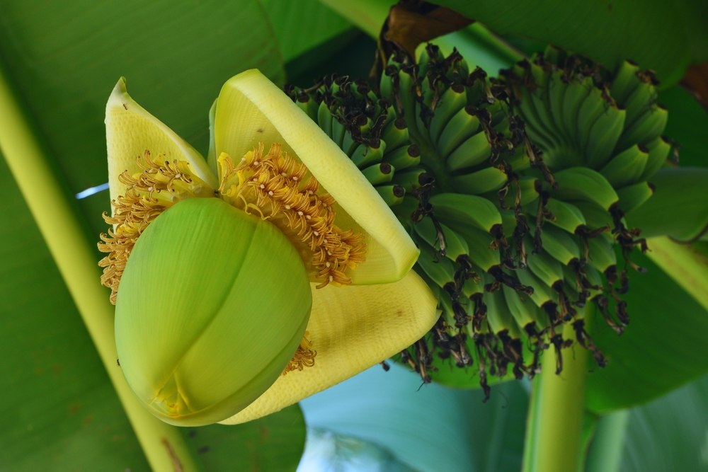 Planter un bananier : le moment idéal et la méthode simple pour transformer votre jardin en oasis tropicale Planter bananier jardin exotique facile