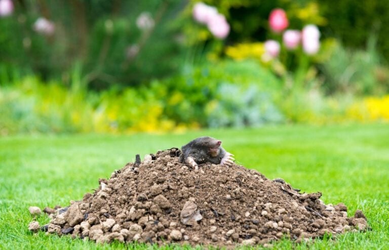 Astuces naturelles pour se débarrasser taupe