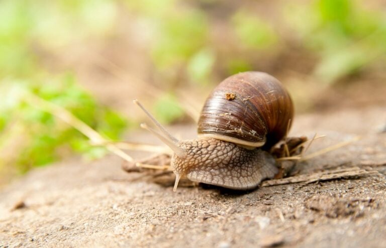 Astuces naturelles anti limaces et escargots