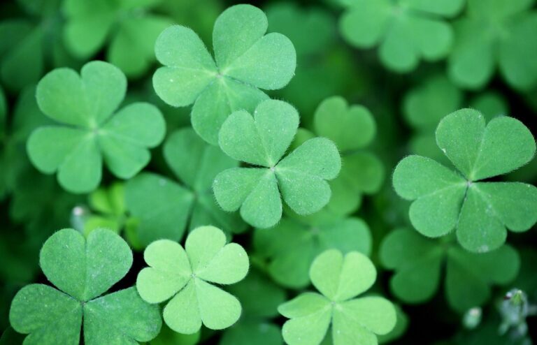 Astuces naturelles pour éliminer trèfles jardin