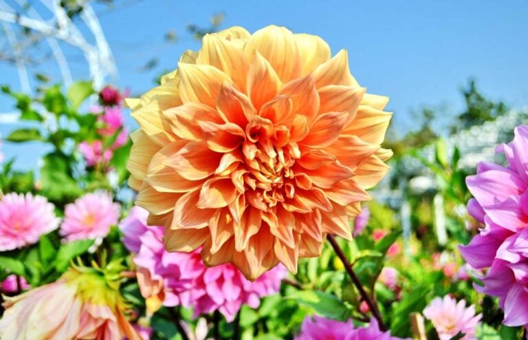 Plantation dahlias période idéale