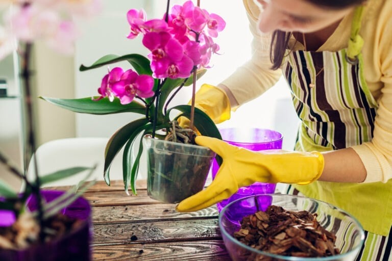 Astuce rempotage orchidée