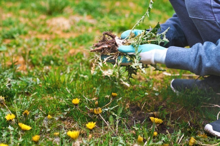 Astuces désherbage pelouse