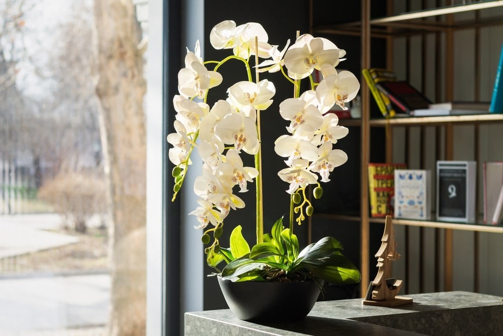 Humidité dans la maison : 5 plantes d’intérieur qui l’absorbent naturellement (et sans effort) Plantes d'intérieur anti humidité