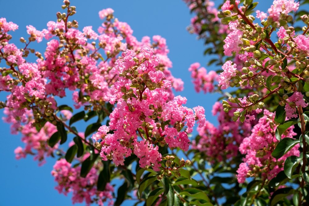 Lilas des Indes : comment réussir sa taille au bon moment pour stimuler la floraison chaque année Conseils plantation et taille lilas des indes