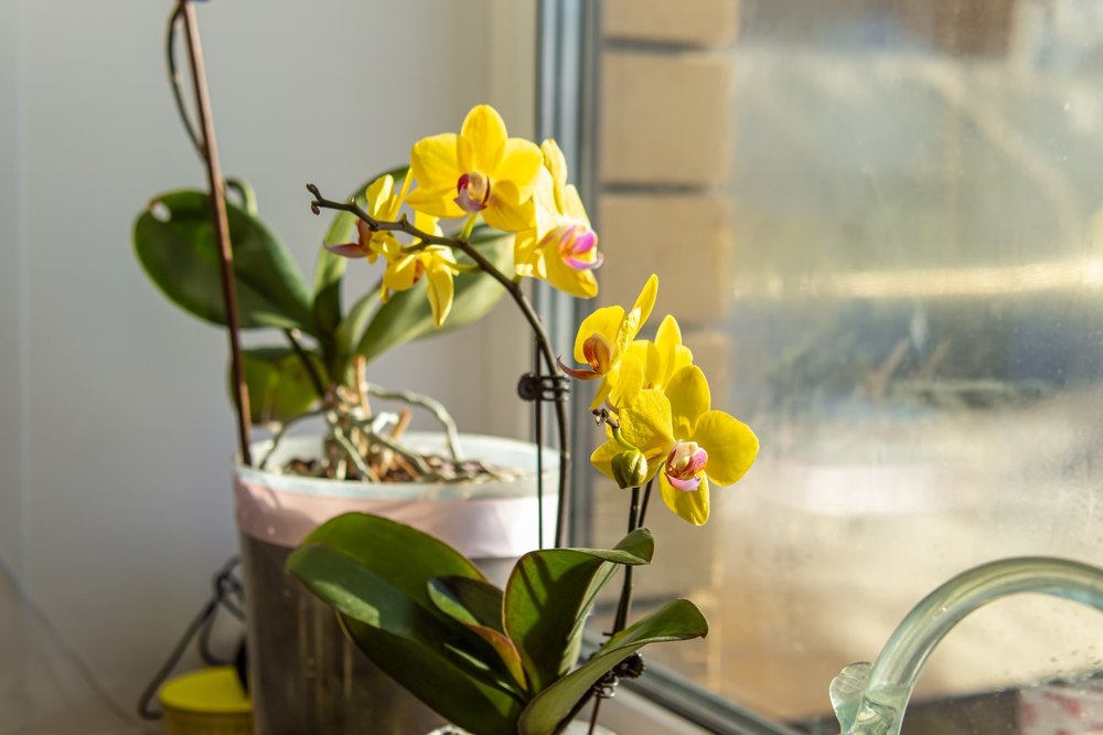 Orchidée
