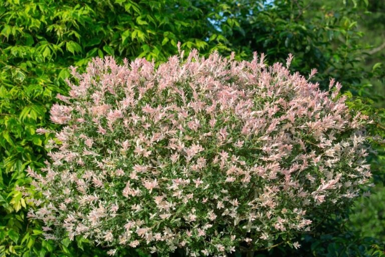 Plantation et entretien saule crevette jardin