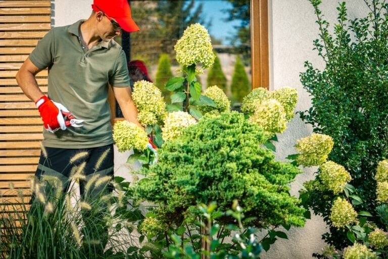 Période et astuce pour tailler hortensia