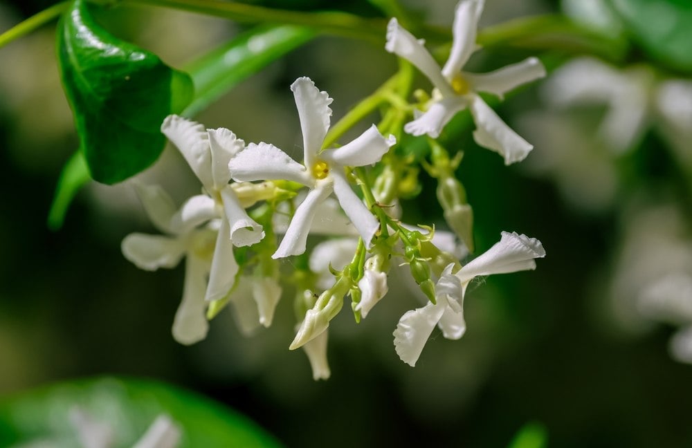 Jasmin étoilé : quand et comment le planter pour profiter d’une floraison abondante et parfumée Plantation entretien jasmin étoilé