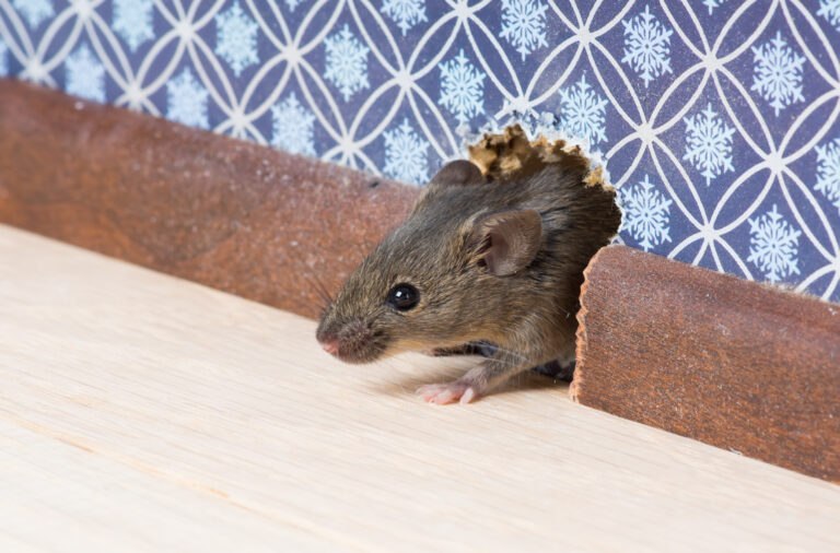 Souris dans les murs ? Voici les méthodes les plus radicales pour s’en débarrasser définitivement souris murs solutions anti-infestation efficaces