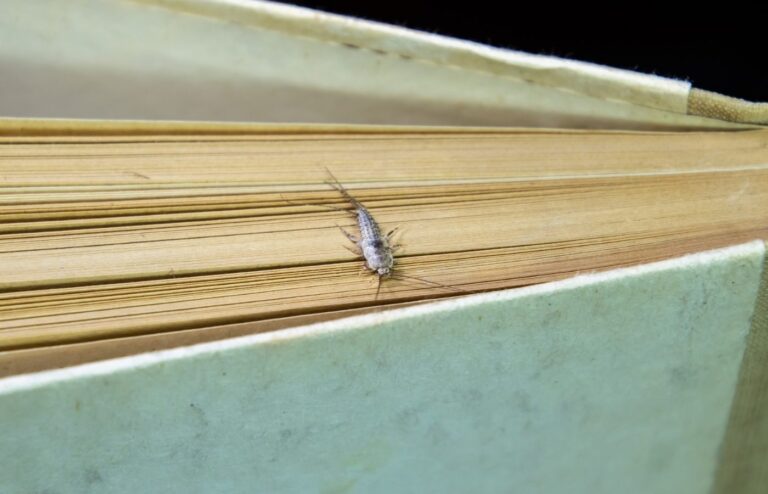 Poissons d’argent dans la maison ? Voici les techniques simples et efficaces pour les éliminer durablement Astuces maison pour éliminer poissons argent