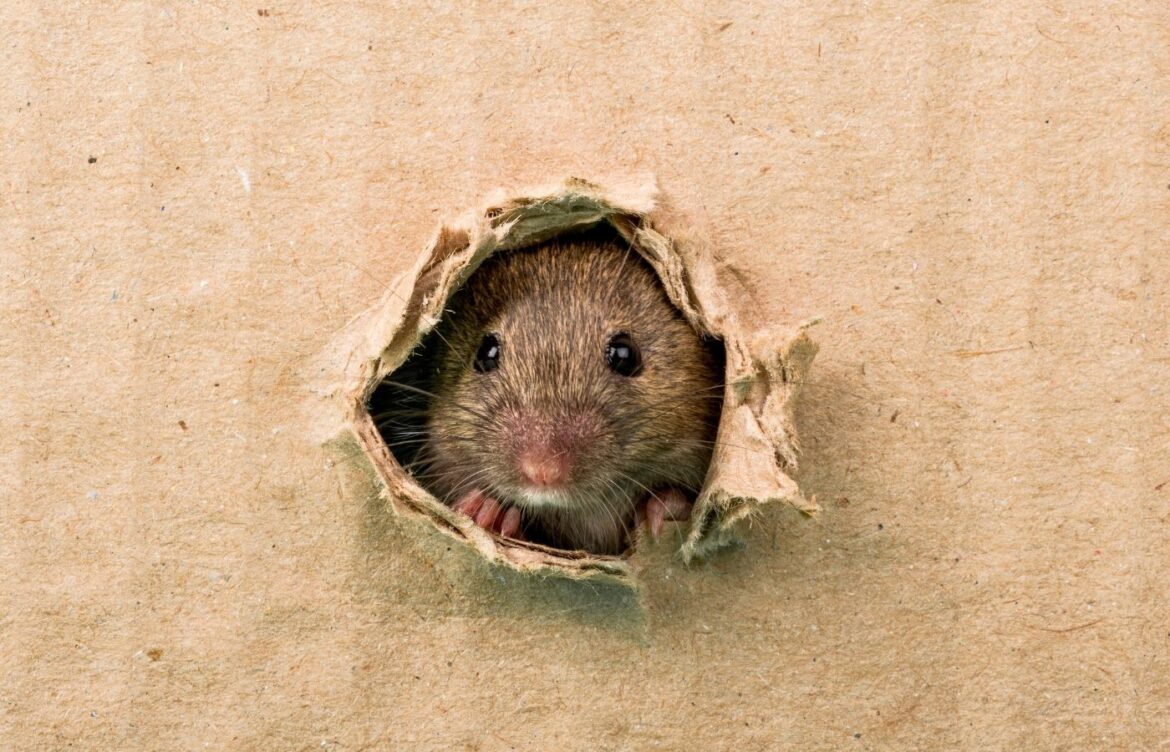 Répulsifs contre souris