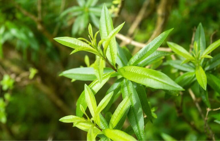 Verveine citronnelle : découvrez enfin quand et comment la tailler pour une plante vigoureuse Conseils simples et efficaces pour taille verveine