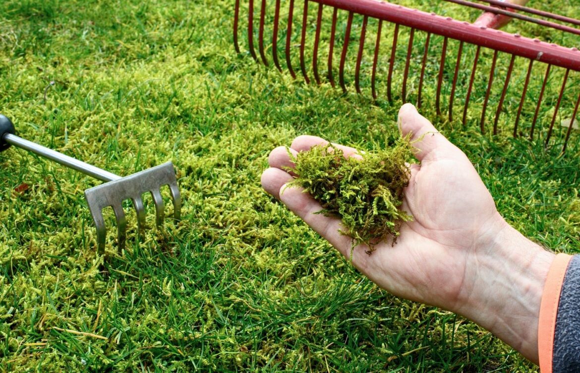 Gazon étouffé par la mousse ? Ces méthodes simples vont transformer votre pelouse en quelques jours Astuces pour éliminer mousse gazon