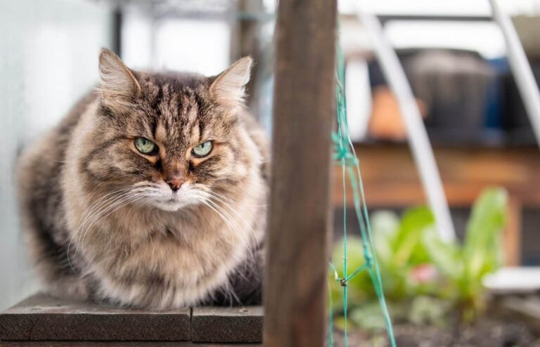 Marre des chats dans votre jardin ? Voici comment les éloigner une bonne fois pour toutes chats jardin répulsifs naturels efficaces