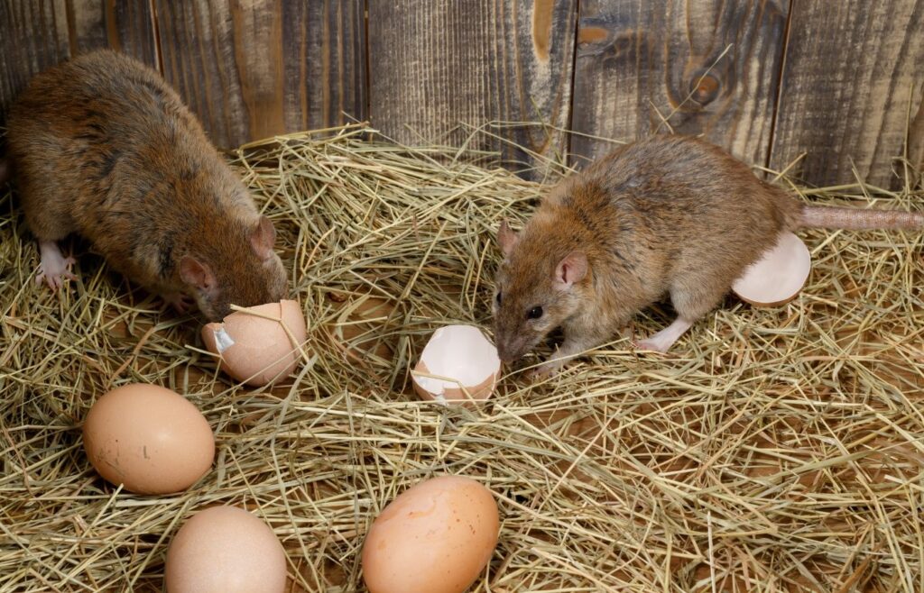 Solutions radical contre rats poulailler