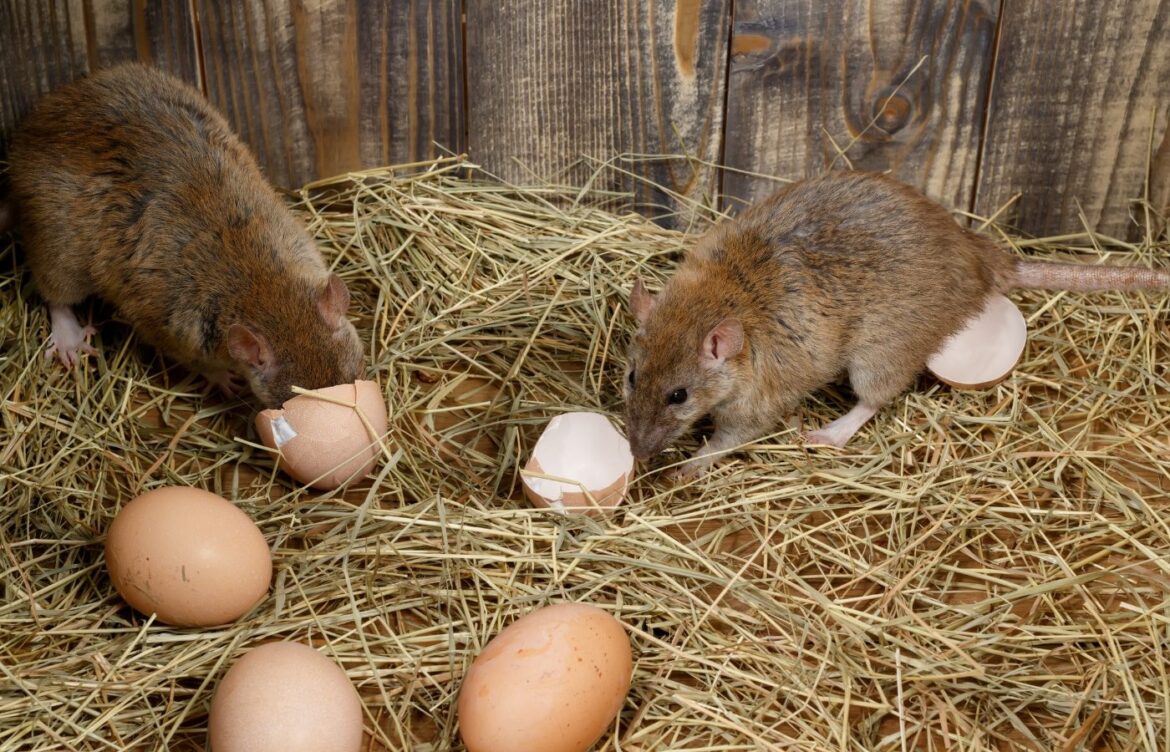 Solutions radical contre rats poulailler