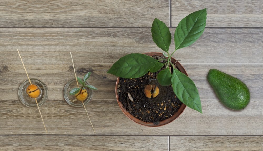 Faire pousser un avocatier chez soi : la technique simple et surprenante à tester avec un noyau Faire pousser un avocat en intérieur à partir d'un noyau