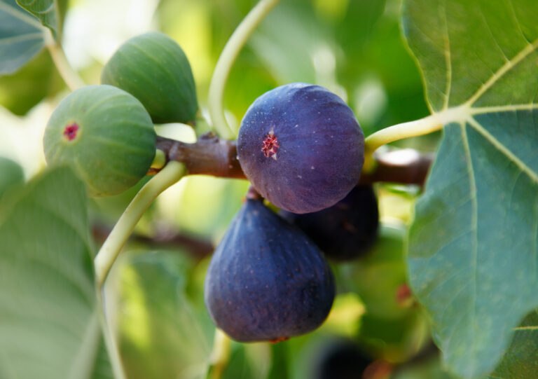 engrais pour figuier