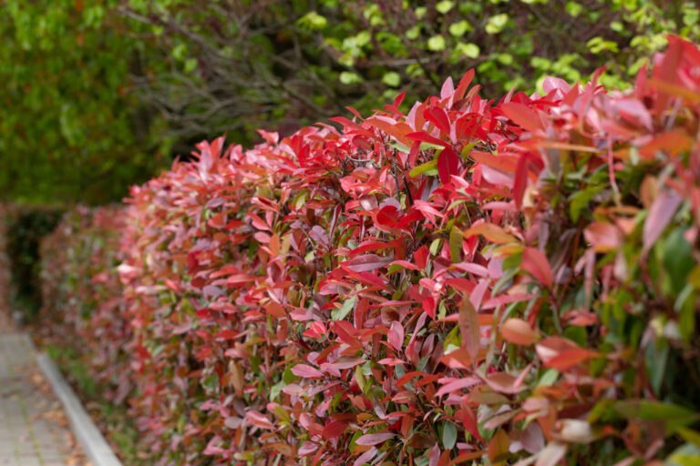 taille photinia période et méthode