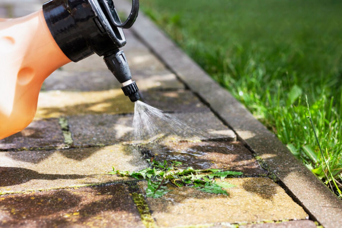 vinaigre blanc désherbant interdit