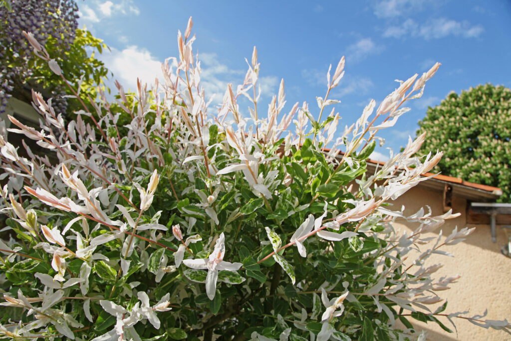 pourquoi saule crevette a des feuilles marrons
