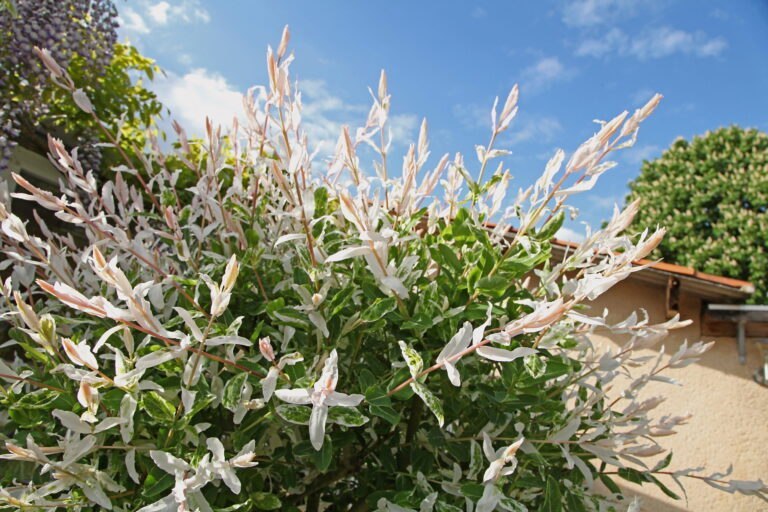 pourquoi saule crevette a des feuilles marrons