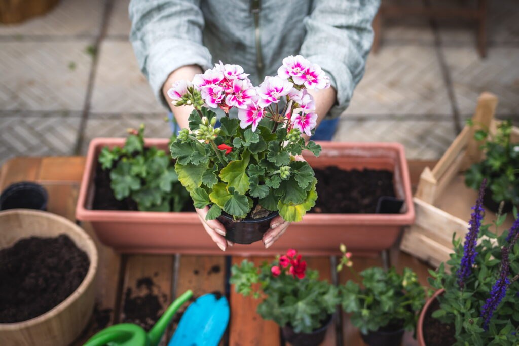 combien de géranium dans une jardinière de 50 cm